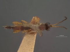 Neurateles ulmicola by the Smithsonian. Used under a CC0 license.