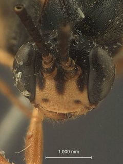Notopygus scutellatus by the Smithsonian. Used under a CC0 license.