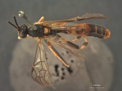 Notopygus scutellatus by the Smithsonian. Used under a CC0 license.