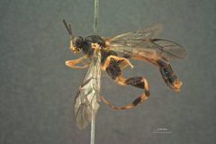 Notopygus scutellatus by the Smithsonian. Used under a CC0 license.