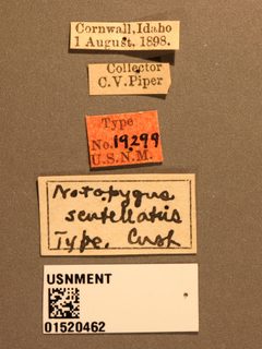 Notopygus scutellatus by the Smithsonian. Used under a CC0 license.
