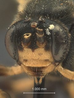 Notopygus virginiensis by the Smithsonian. Used under a CC0 license.