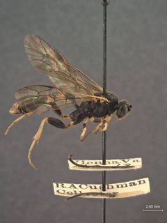 Notopygus virginiensis by the Smithsonian. Used under a CC0 license.