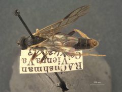 Notopygus virginiensis by the Smithsonian. Used under a CC0 license.