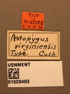 Notopygus virginiensis by the Smithsonian. Used under a CC0 license.