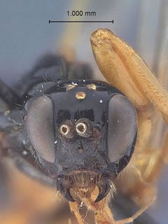 Odontocolon ochropus by the Smithsonian. Used under a CC0 license.