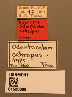 Odontocolon ochropus by the Smithsonian. Used under a CC0 license.