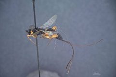 Odontocolon ochropus by the Smithsonian. Used under a CC0 license.