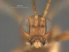 Odontocolon polymorphum by the Smithsonian. Used under a CC0 license.