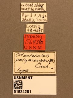 Odontocolon polymorphum by the Smithsonian. Used under a CC0 license.