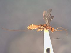 Odontocolon polymorphum by the Smithsonian. Used under a CC0 license.