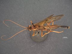 Opheltes glaucopterus var. barberi by the Smithsonian. Used under a CC0 license.