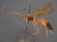 Opheltes glaucopterus var. barberi by the Smithsonian. Used under a CC0 license.