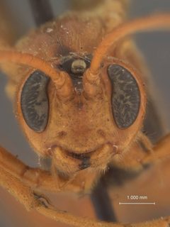 Opheltes glaucopterus var. barberi by the Smithsonian. Used under a CC0 license.