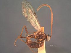 Ophion bermudensis by the Smithsonian. Used under a CC0 license.