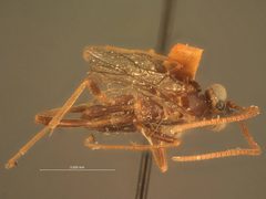 Ophion bermudensis by the Smithsonian. Used under a CC0 license.