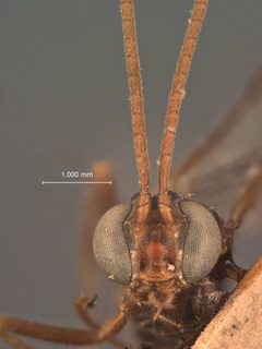 Ophion bermudensis by the Smithsonian. Used under a CC0 license.
