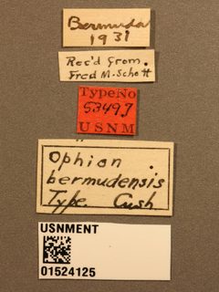 Ophion bermudensis by the Smithsonian. Used under a CC0 license.