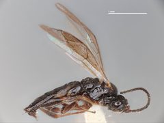 Orthocentrus nigritus by the Smithsonian. Used under a CC0 license.