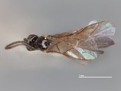 Orthocentrus nigritus by the Smithsonian. Used under a CC0 license.