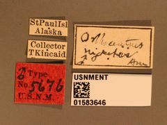 Orthocentrus nigritus by the Smithsonian. Used under a CC0 license.
