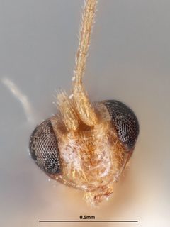Orthocentrus variabilis by the Smithsonian. Used under a CC0 license.