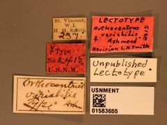 Orthocentrus variabilis by the Smithsonian. Used under a CC0 license.