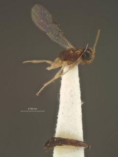 Orthocentrus variabilis by the Smithsonian. Used under a CC0 license.