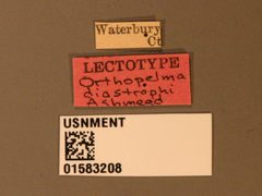 Orthopelma diastrophi by the Smithsonian. Used under a CC0 license.