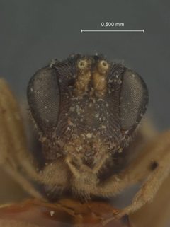 Orthopelma diastrophi by the Smithsonian. Used under a CC0 license.