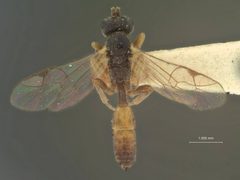 Orthopelma diastrophi by the Smithsonian. Used under a CC0 license.