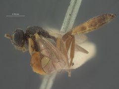 Orthopelma diastrophi by the Smithsonian. Used under a CC0 license.