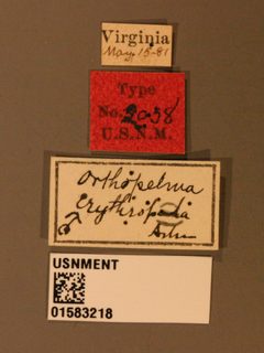 Orthopelma erythropa by the Smithsonian. Used under a CC0 license.