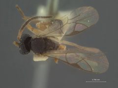 Orthopelma erythropa by the Smithsonian. Used under a CC0 license.