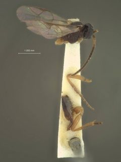 Orthopelma erythropa by the Smithsonian. Used under a CC0 license.