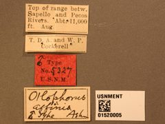 Otlophorus affinis by the Smithsonian. Used under a CC0 license.