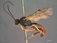 Otlophorus affinis by the Smithsonian. Used under a CC0 license.