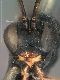 Otlophorus affinis by the Smithsonian. Used under a CC0 license.