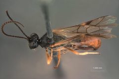 Otlophorus affinis by the Smithsonian. Used under a CC0 license.