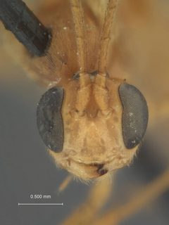 Perilissus araius by the Smithsonian. Used under a CC0 license.