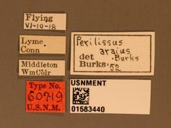 Perilissus araius by the Smithsonian. Used under a CC0 license.