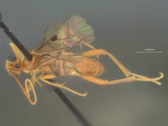 Perilissus araius by the Smithsonian. Used under a CC0 license.