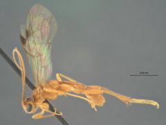 Perilissus araius by the Smithsonian. Used under a CC0 license.