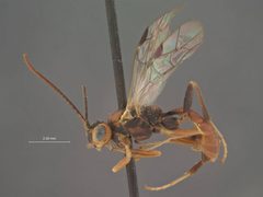 Perilissus tomostethi by the Smithsonian. Used under a CC0 license.