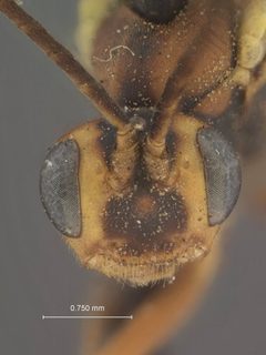 Perilissus tomostethi by the Smithsonian. Used under a CC0 license.