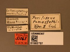 Perilissus tomostethi by the Smithsonian. Used under a CC0 license.
