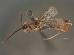 Perilissus tomostethi by the Smithsonian. Used under a CC0 license.