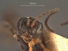 Phaeogenes arcticus by the Smithsonian. Used under a CC0 license.