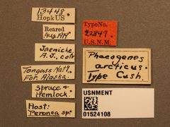 Phaeogenes arcticus by the Smithsonian. Used under a CC0 license.