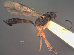 Phaeogenes arcticus by the Smithsonian. Used under a CC0 license.